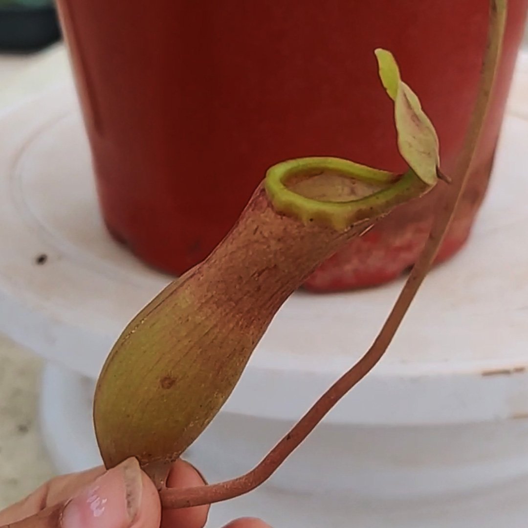 Nepenthes Pitcher Plant